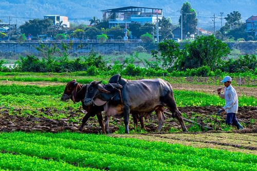 Người trồng rau Bình Định xuống đồng ngày đầu năm