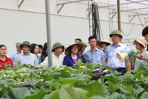 Những điểm nhấn ấn tượng của nông nghiệp Thủ đô
