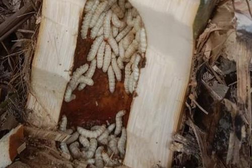 Mùa săn sâu đặc sản ở miền Tây xứ Nghệ
