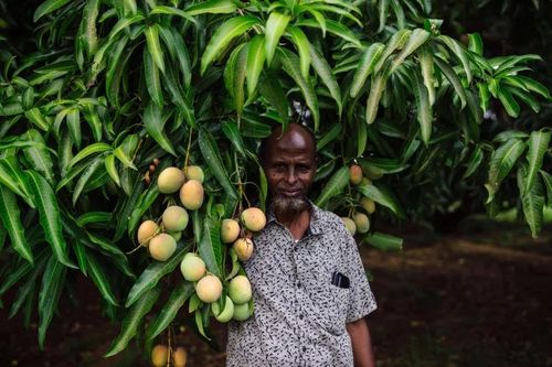 Tác hại liên quan đến thuốc trừ sâu sau trận dịch châu chấu ở Kenya 3 năm trước