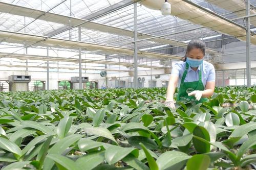 Ngành nông nghiệp tiếp tục là bệ đỡ của kinh tế Hà Nội