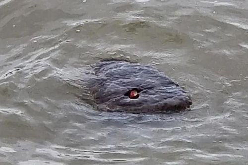 Đi dạo bờ sông, vô tình bắt gặp phiên bản quái vật hồ Loch Ness