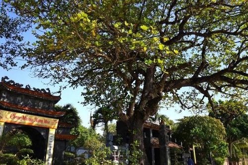 Khám phá ngôi chùa cổ có 2 cây di sản đầu tiên ở tỉnh Ninh Bình