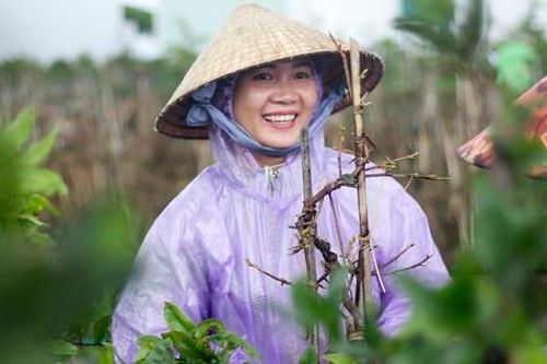 Rộn ràng mùa lặt lá thuê ở thủ phủ mai vàng Bình Định