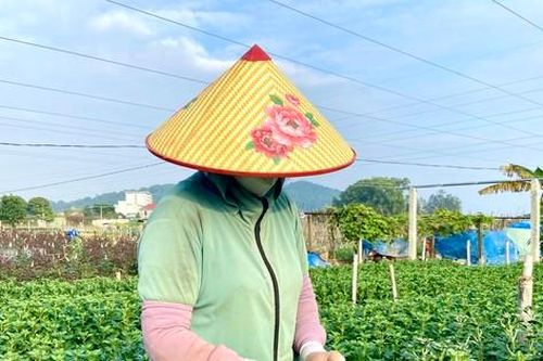 Thủ phủ hoa lớn nhất xứ Thanh: Người làm vườn trông chờ vụ Tết để 'gỡ vốn'