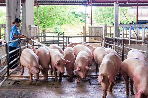 Chăn nuôi khó khăn, doanh nghiệp ngậm ngùi nhìn ngân hàng siết nợ