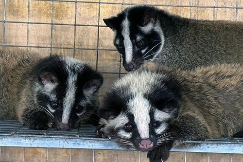 Cãi vợ nuôi 'đặc sản' dân nhậu thích mê, anh tài xế Vĩnh Long kiếm hàng tỷ đồng