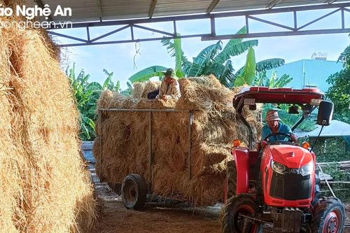 Giá rơm tăng cao, các trang trại chăn nuôi Nghệ An gặp khó