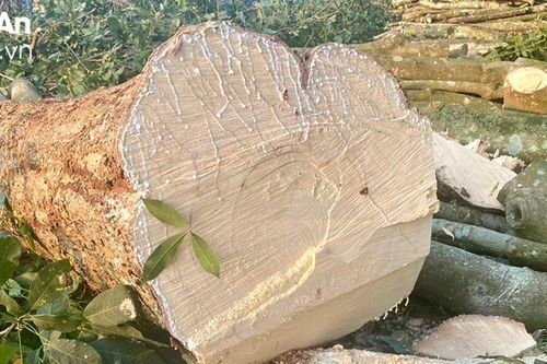Người dân ồ ạt chặt bỏ cao su
