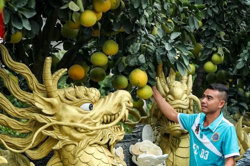 Nhà vườn Hưng Yên lên chậu bưởi hình rồng và quýt lộc bình đón Tết Giáp Thìn