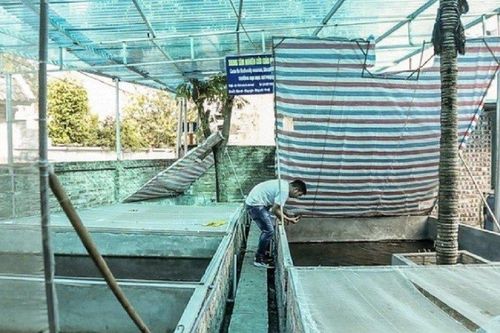 Nuôi con vật 'hiếm có, khó tìm', anh nông dân đút túi nửa tỷ mỗi năm