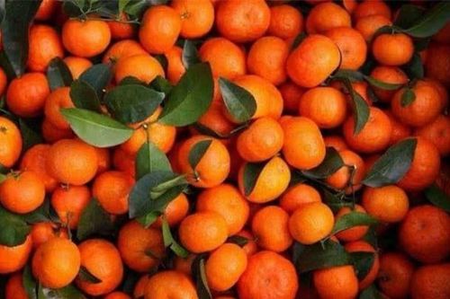 Khi mua quýt đường nên chọn loại có hay không có lá? Người trồng hoa quả: 5 điểm này đảm bảo độ ngon và ngọt của quýt