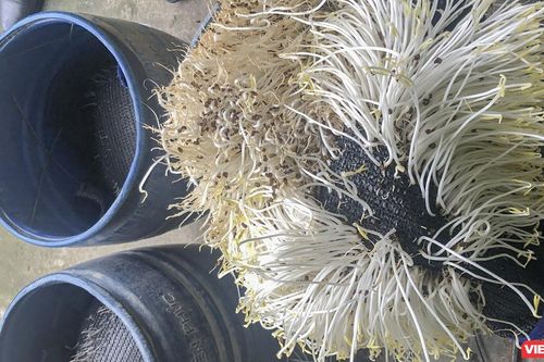 Phát hiện 2 cơ sở sản xuất giá đỗ dùng chất cấm ở Đà Nẵng