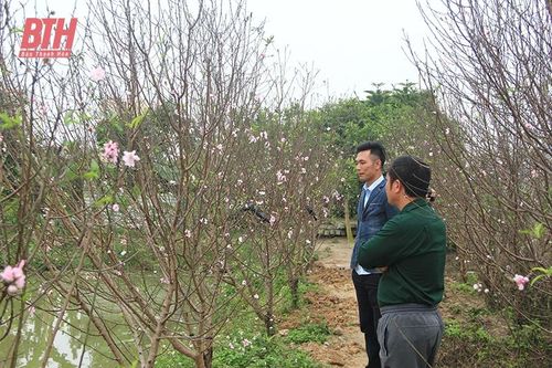 Phát triển sản phẩm khoa học công nghệ tại Công ty CP Giống cây trồng Thanh Hóa