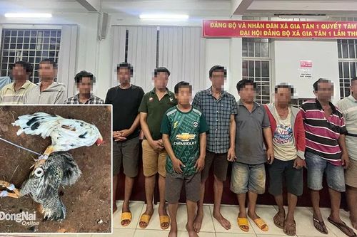 Bắt nhóm người chơi đá gà ăn tiền trong rẫy vắng