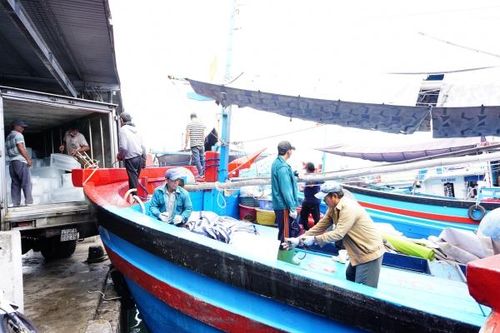 Vào mùa săn cá ngừ đại dương