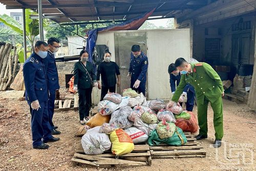 Xử phạt hộ kinh doanh hơn 1 tấn bì lợn ôi thiu