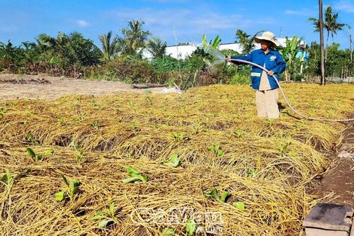 Tất bật xuống giống vụ hoa màu Tết