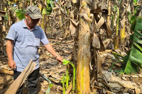 Hàng chục hec ta chuối đổ gục, hư hại nghi do phân bón kém chất lượng