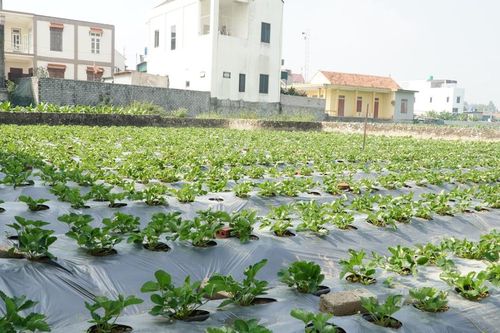 Nghệ An: Hành trình cây dâu tây hữu cơ khởi sinh trên đất nhiễm mặn