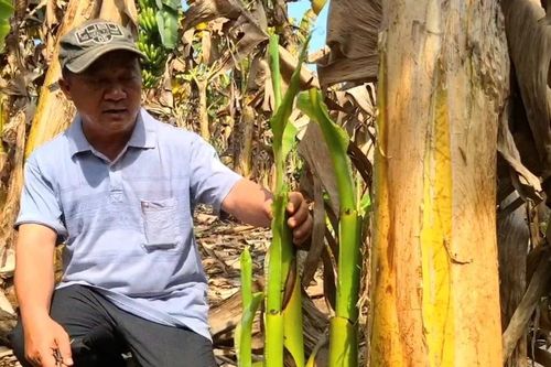 Đồng Nai: Hơn 10ha chuối khô héo, chết nghi do phân bón kém chất lượng