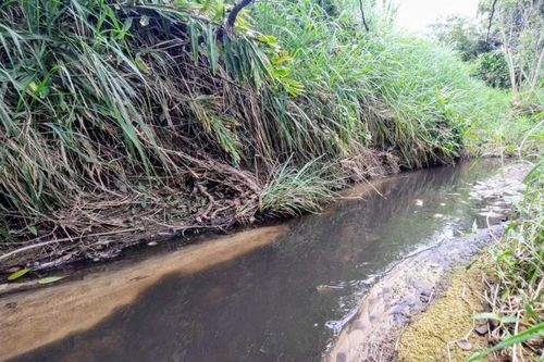 Phú Yên kiểm tra, xử lý trại heo xả thải, gây ô nhiễm