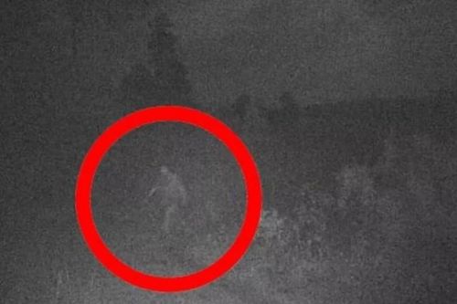 Xem ảnh cũ, bất ngờ thấy quái vật Bigfoot 'hiện nguyên hình'