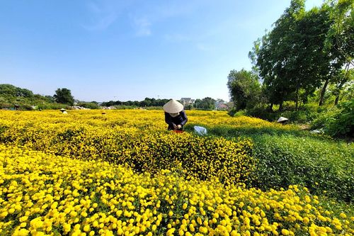 Xao xuyến mùa vàng cúc chi