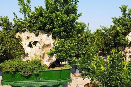Quất cảnh trồi lên từ gỗ lũa có giá lên đến trăm triệu đồng khoe dáng đón Tết