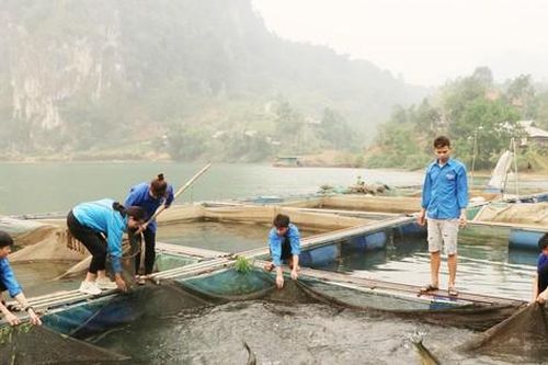Thanh niên Lai Châu khởi nghiệp, làm giàu từ trồng trọt chăn nuôi