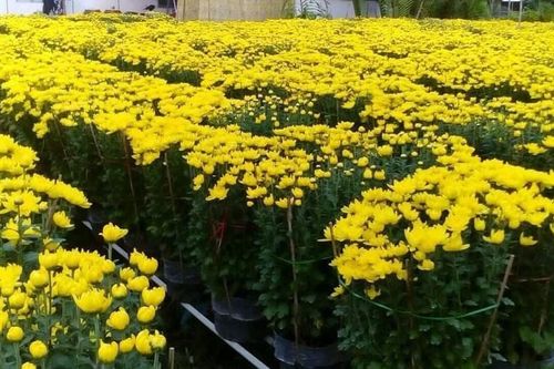 Cần Thơ: Làng hoa vượt khó, tất bật chuẩn bị đón Xuân