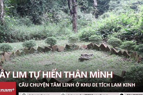 Câu chuyện cây Lim làm nên màu sắc tâm linh, kỳ bí tại đất Lam Kinh Thanh Hóa