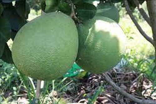 Nhiều nhà vườn ở Trà Vinh lo thất thu sản lượng trái cây Tết