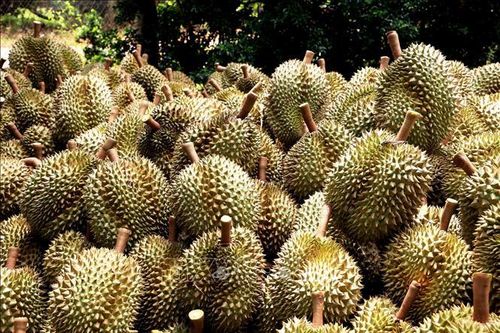 Xuất khẩu trên 225 tấn sầu riêng qua cửa khẩu Lào Cai