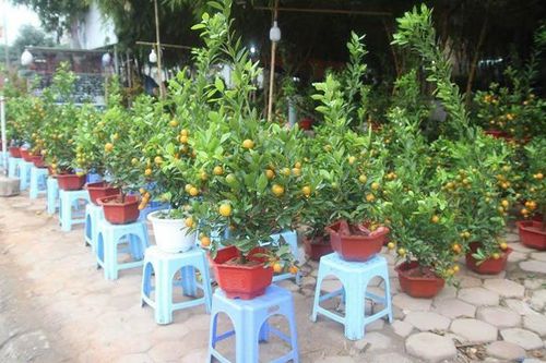 Rủi ro đeo bám người buôn hoa cây cảnh Tết