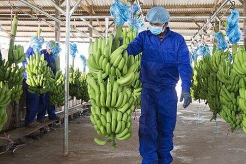 Cổ phiếu HNG của HAGL Agrico dậy sóng