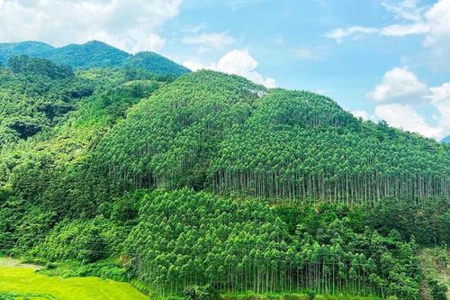 Lần đầu tiên Việt Nam bán thành công tín chỉ carbon rừng với trị giá 51,5 triệu USD