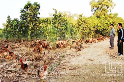 Gà đồi Phú Bình vào vụ Tết
