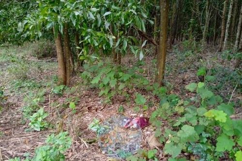 Phú Yên: Thêm một bé sơ sinh bị bỏ rơi trong rừng keo