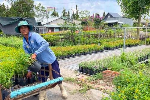 Người trồng hoa Sa Đéc - mối duyên tình trăm năm