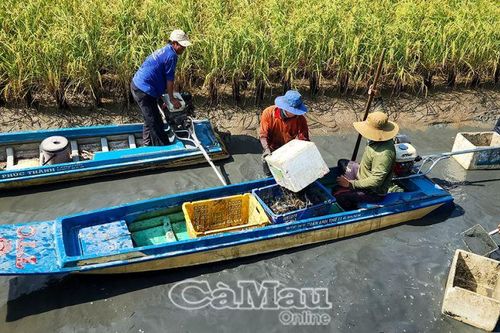 Tôm càng xen canh trúng mùa được giá