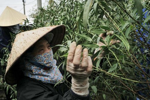 Đào 'tiến vua' nằm phòng lạnh chờ Tết