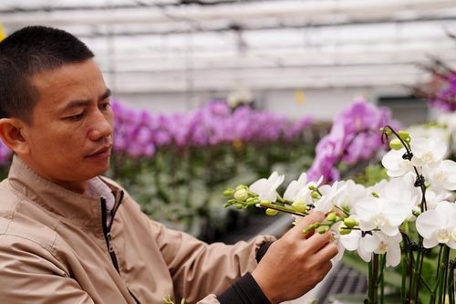 Cận cảnh vườn lan hồ điệp được đầu tư hơn chục tỷ đồng ở Hà Tĩnh