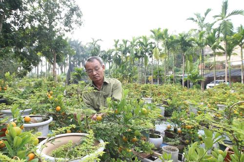 Vườn quất ghép cây cần thăng tạo nguồn thu hàng trăm triệu dịp Tết