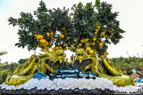 'Độc lạ' chậu cây rồng vàng quấn bưởi chơi Tết Nguyên đán Giáp Thìn