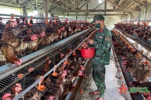 Trung đoàn 95 vượt khó, tăng gia giỏi
