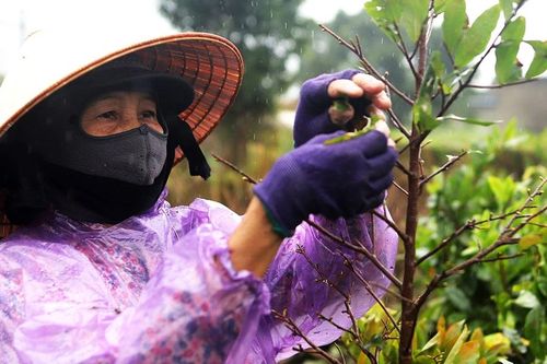 'Thủ phủ' mai vàng miền Trung chạy đua vào vụ tết