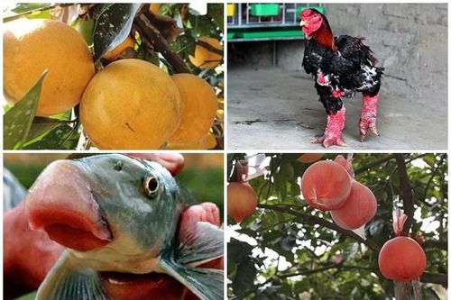 Những đặc sản 'tiến vua' luôn 'cháy hàng' dịp Tết