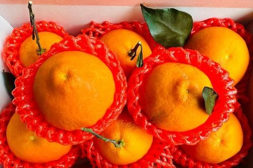 Sự thật về quýt chum giống Nhật chỉ 20.000 đồng 'dội' chợ mạng