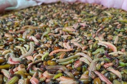 Ruốc rươi - món ăn dân dã bán cả triệu đồng